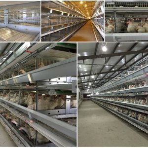 Contemporary Design of Poultry Houses for Chicken Farms