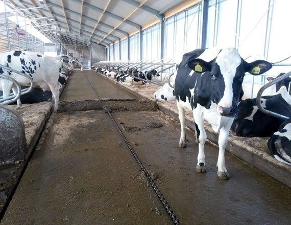 Automatic cow manure scraper cleaning system