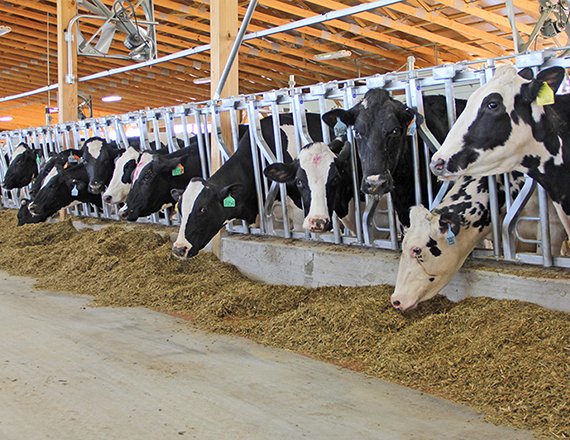 High Quality Automatic Hot-Dip Galvanized Cattle Farm Headlocks