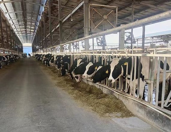 High Quality Automatic Hot-Dip Galvanized Cattle Farm Headlocks