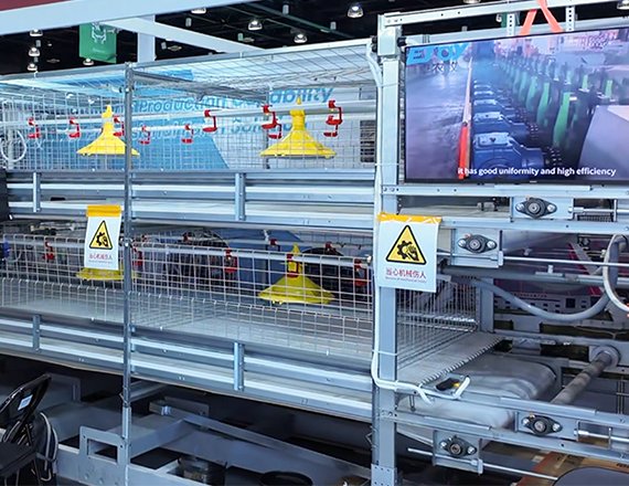 Automatic Broiler Cage Chain Harvesting System