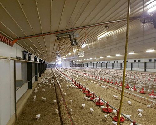 chicken house feed line