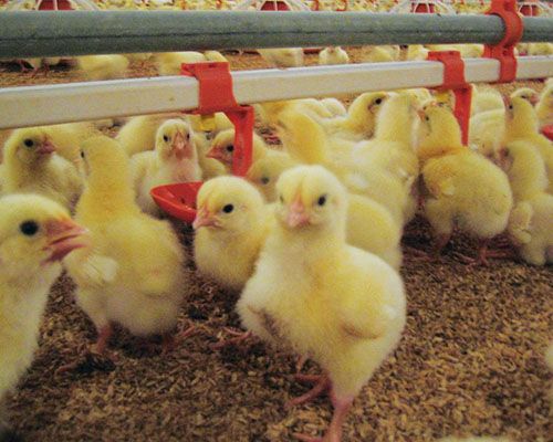 chicken house water line