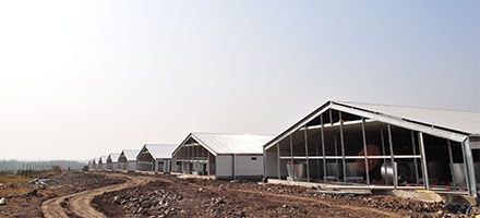 poultry farm steel structure