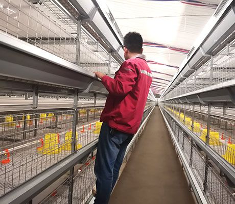 chicken cage Installation acceptance