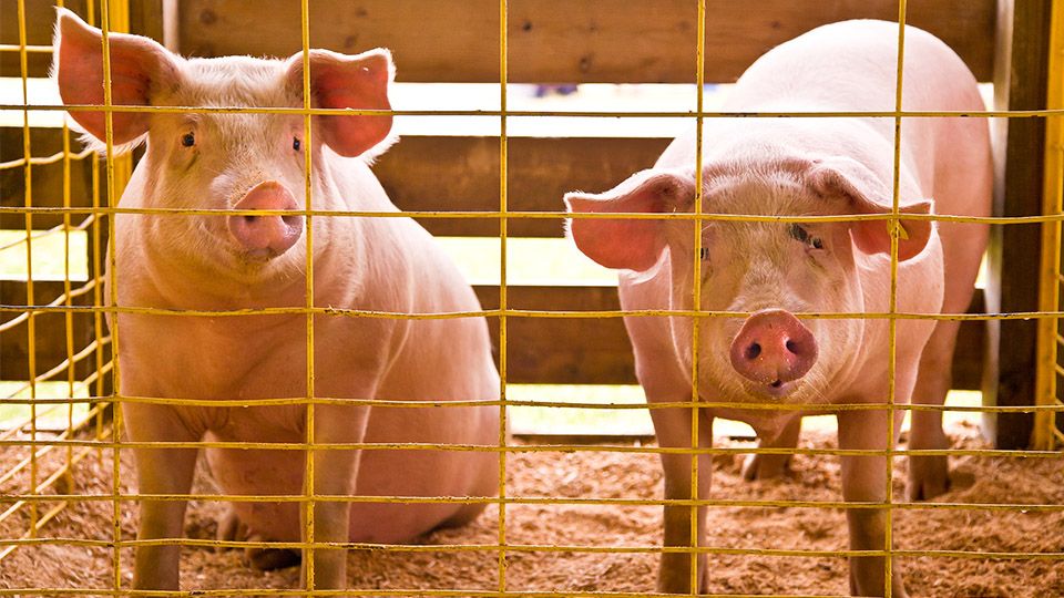 Pig farm