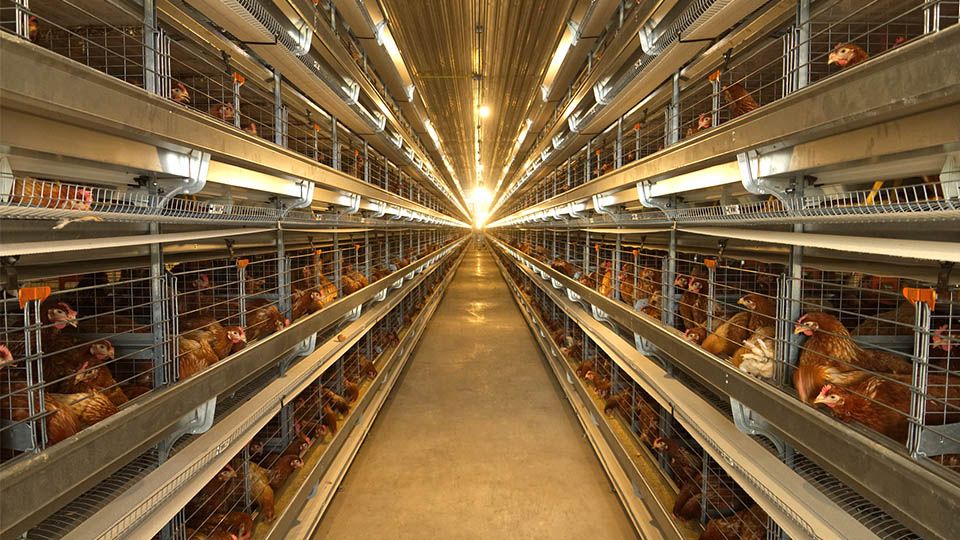 automatic layer cage