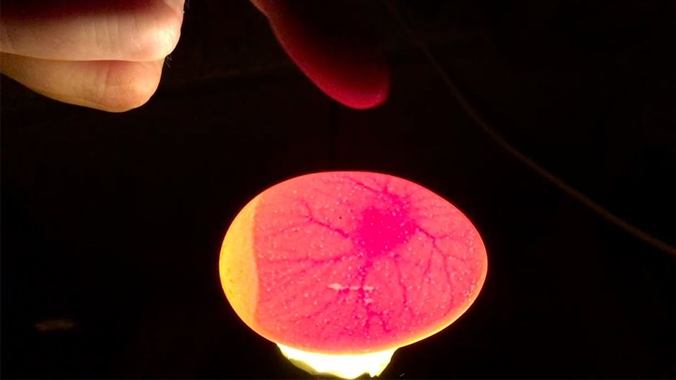 candling egg