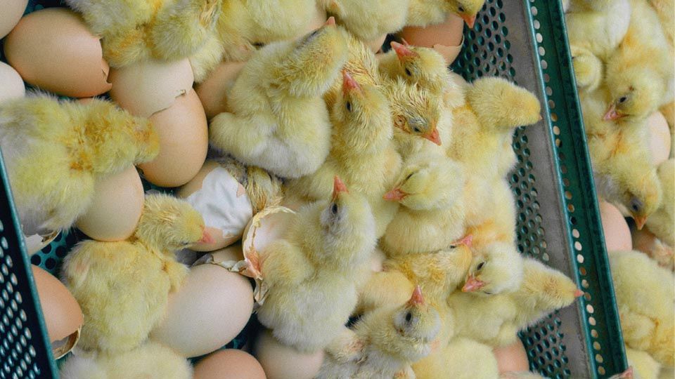Chick hatching