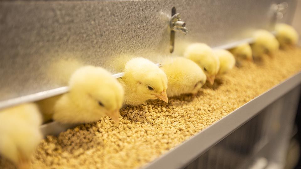 chicks feeding