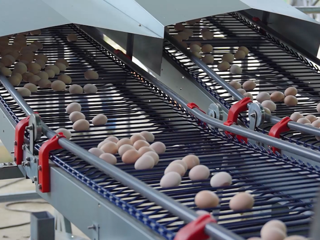 egg conveyor