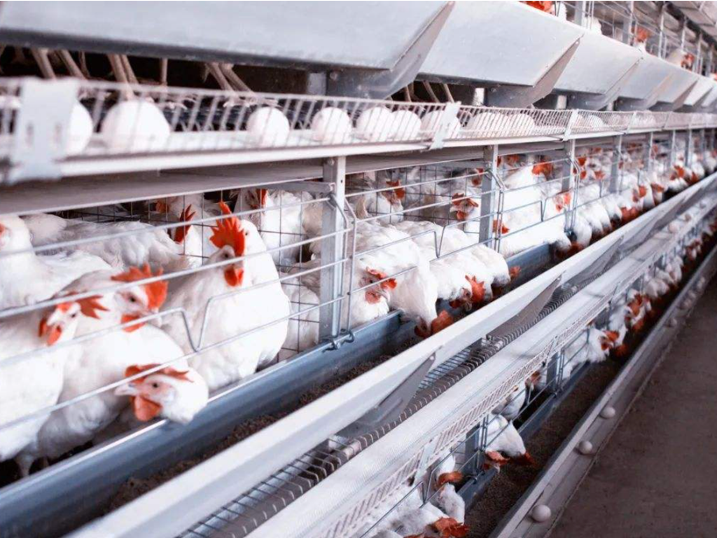 Chicken farm