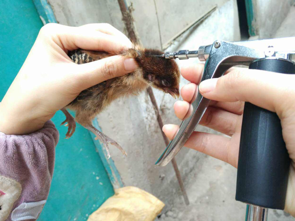 Infection of chickens