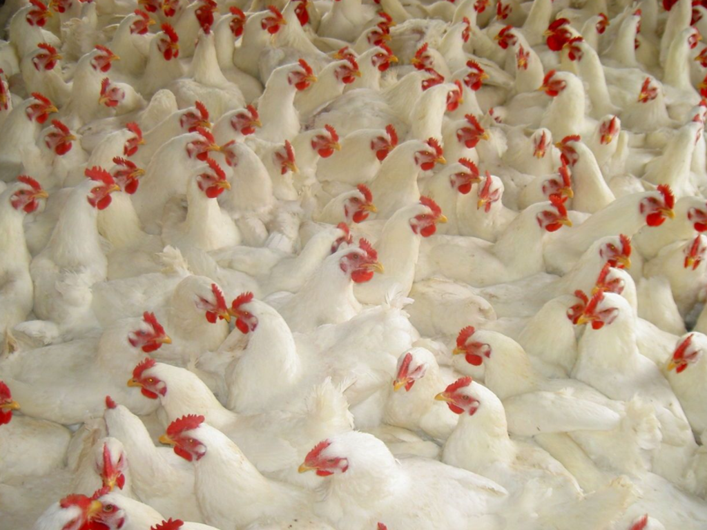 chicken farm