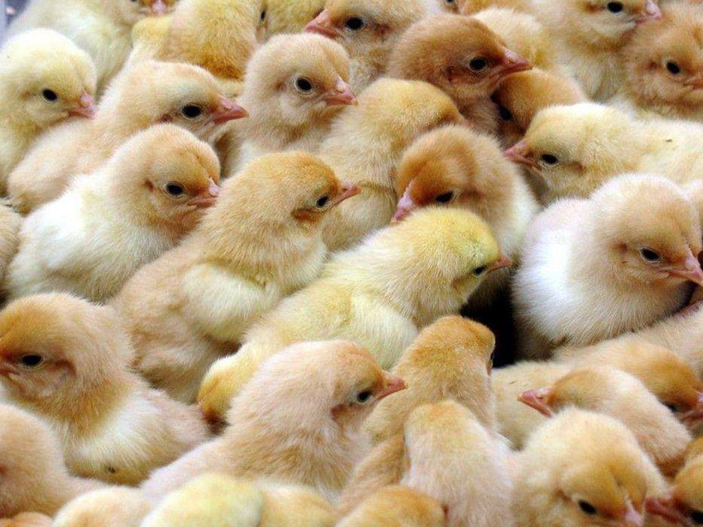 Chicks