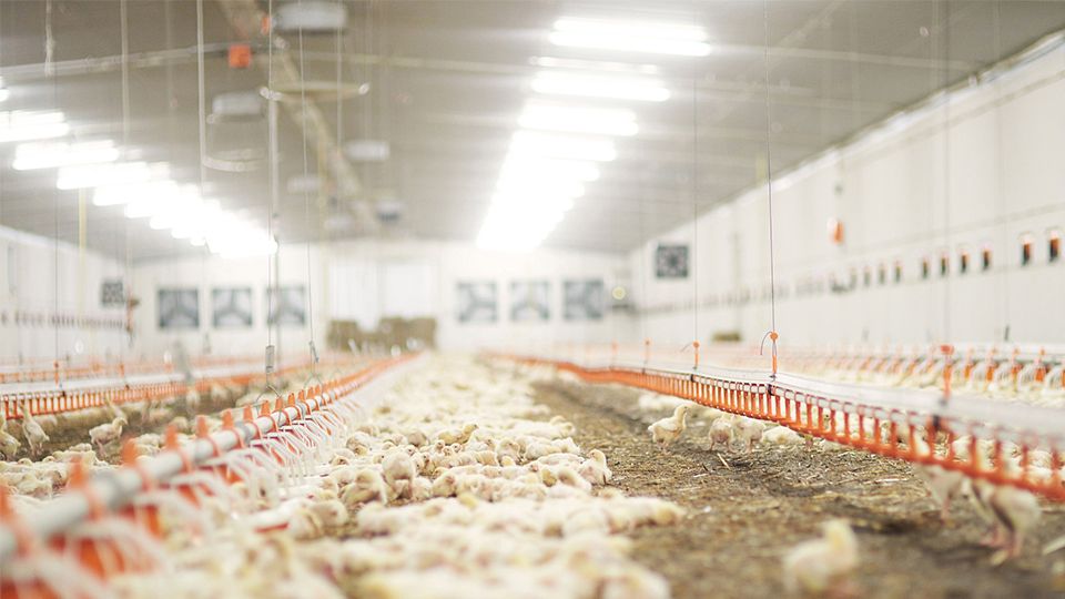 Closed broiler chicken house