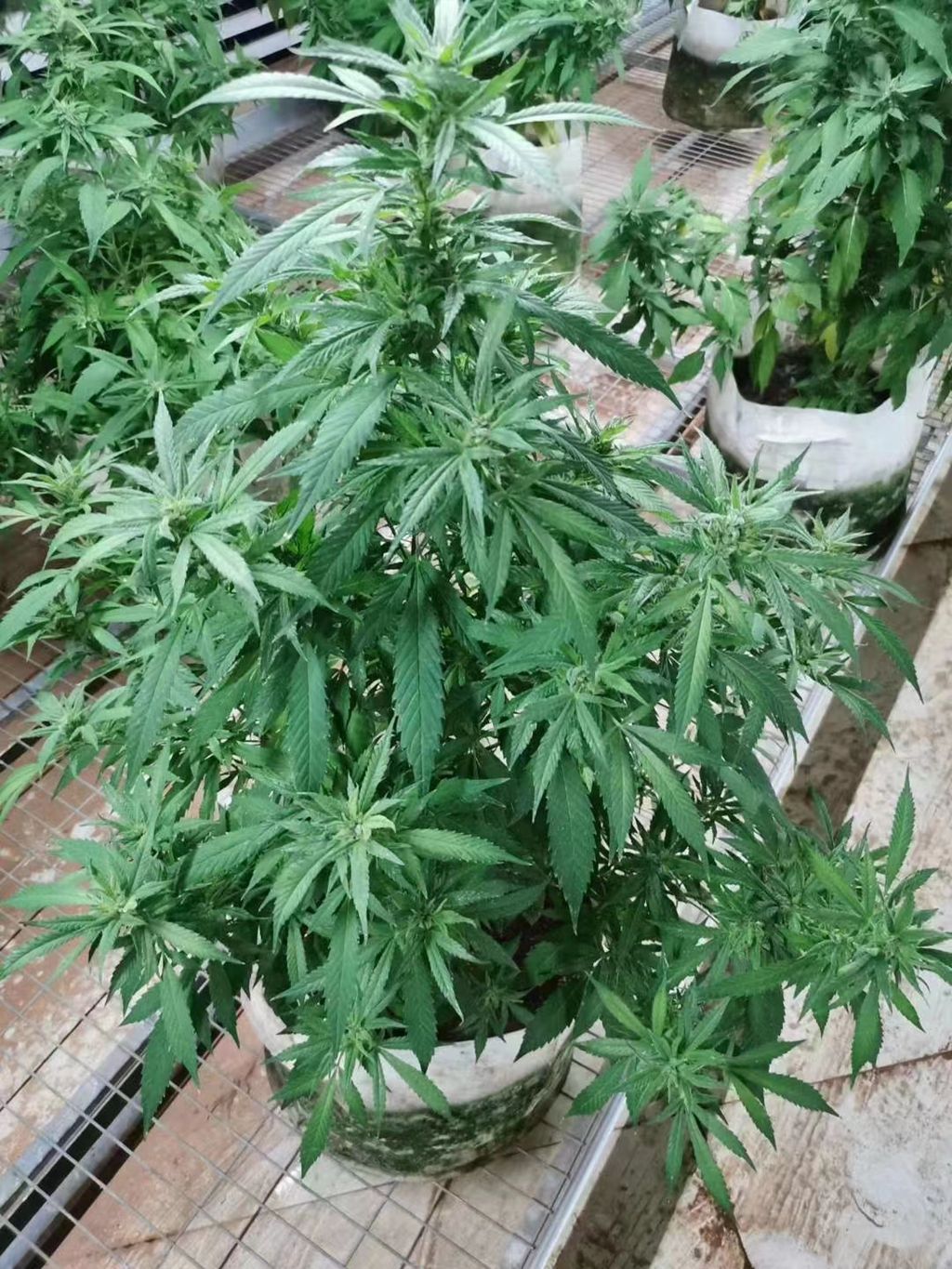 47cd09e56d35b8994aba519967161e1_副本