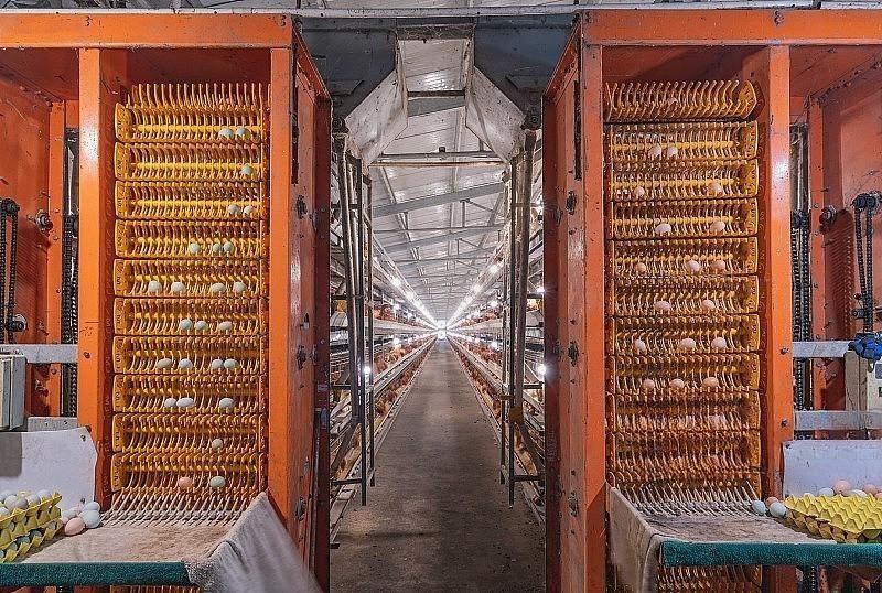 Poultry house access