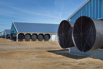 automatic poultry equipment