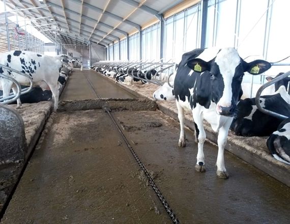 cow dung scraper