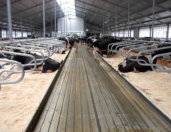 cattle manure scraper