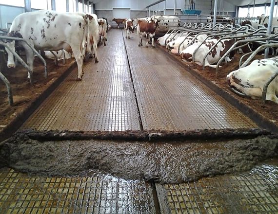 cow manure scraper system