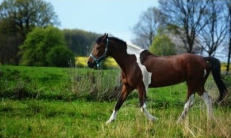 Quelles sont les 10 meilleures races de chevaux pour les débutants?