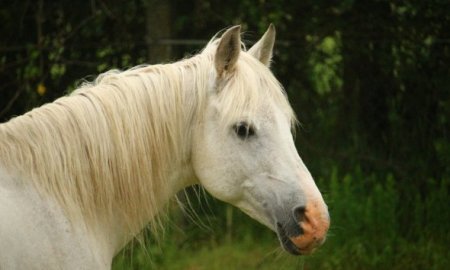 Percez le secret de la bouche du cheval
