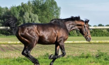 À quelle vitesse un cheval peut-il courir?