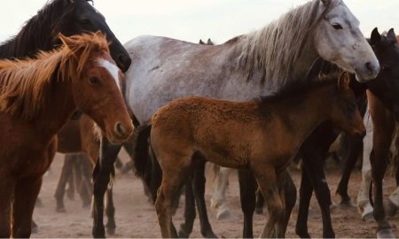 Guide ultime sur l'origine des chevaux