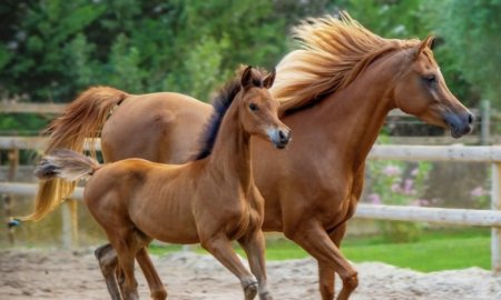 Combien pèse un cheval?