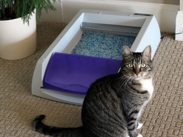 _hero_SQ_PetSafe-ScoopFree-Litter-Box-1-c094eb73b5a94aaea428c929c23776a7