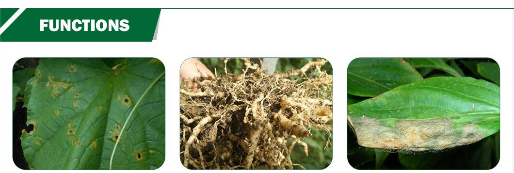 Chitooligosaccharide powder