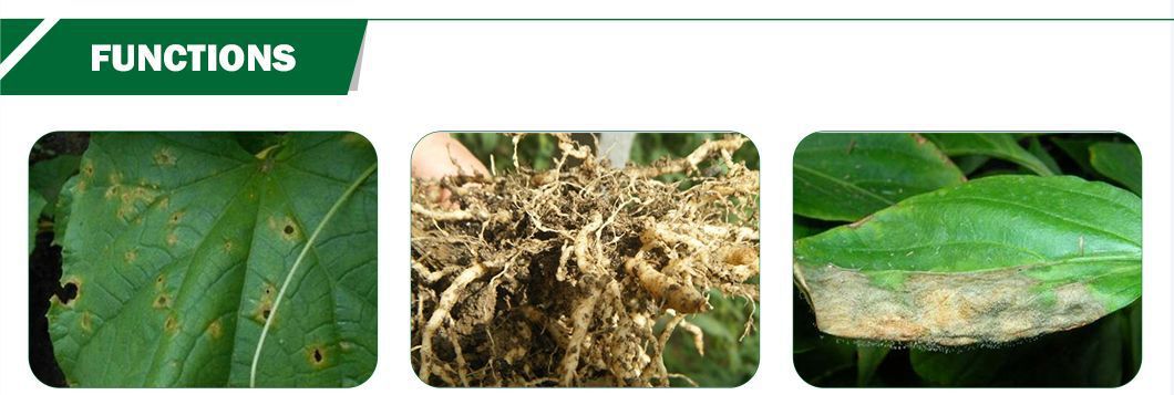 Chitooligosaccharide powder