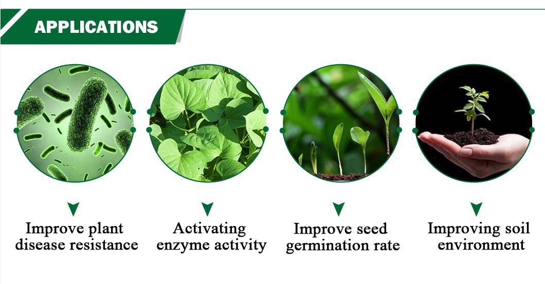 Chitosan Oligosaccharide