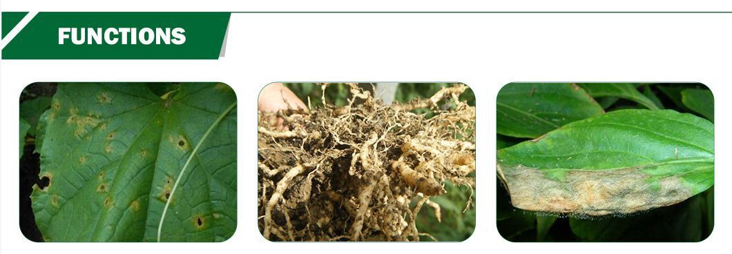 Chitosan Oligosaccharide