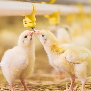 Granja de 5000-10000 aves de corral para carne: Soluciones de gestión eficiente