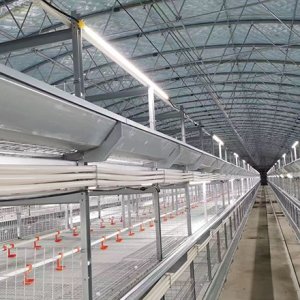 Gestión de Iluminación en Granjas Avícolas: Estrategias Científicas para Optimizar el Rendimiento