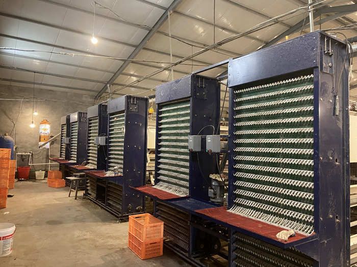 automatic egg collection