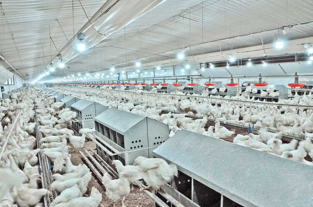 Chicken house lighting