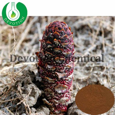 Songaria Cynomorium Extract-415