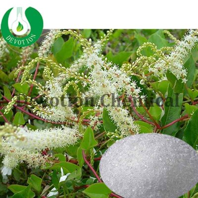 Japanese Knotweed Extract-416