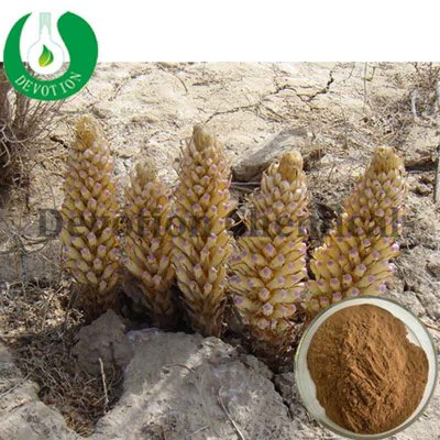 Cistanche Deserticola Extract-417