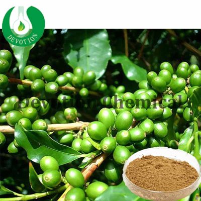 Green coffee bean extract -chlorogenic acid-420