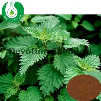 Nettle Root Extract Powder - Sitosterol-426