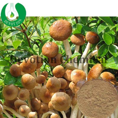 Agrocybe Cylindracea Extract- Polysaccharides-427