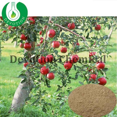 Apple Tree Bark Extract - Phloridzin-429