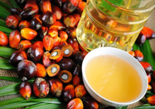 Palm-oil-plant