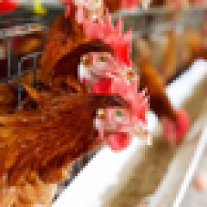 How much does the chicken house contain chicken disinfection?