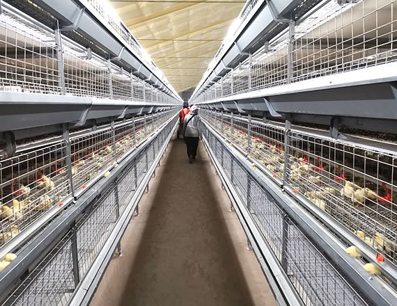 Top Quality H Frame Broiler Cage Automatic Chicken Cage Electric Cages with Q235A Steel